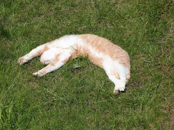 High angle view of dead cat lying on grass