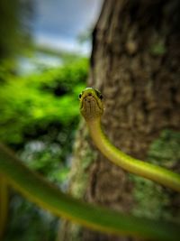 Close-up of lizard on leaf