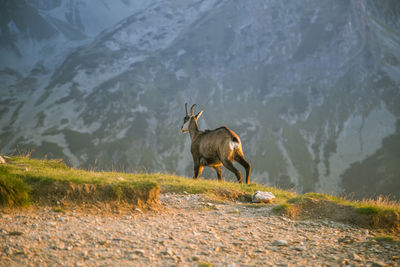 Goat standing on field against sky