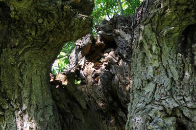 Close-up of tree trunk amidst plants in forest