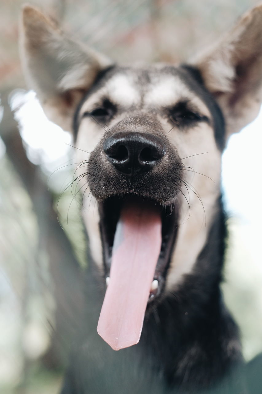 mammal, one animal, animal themes, canine, animal, domestic animals, dog, domestic, pets, vertebrate, close-up, animal body part, no people, focus on foreground, mouth open, mouth, facial expression, sticking out tongue, portrait, animal head, animal tongue, animal mouth, panting, snout, animal nose