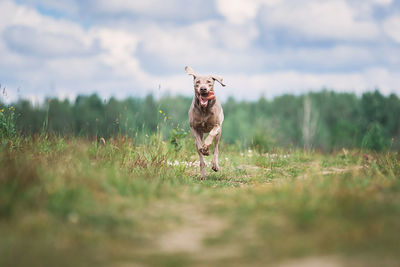 Full length of a dog running on field