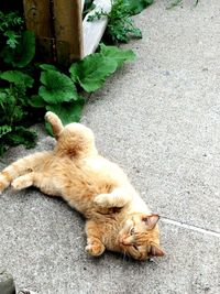 High angle view of cat relaxing on street