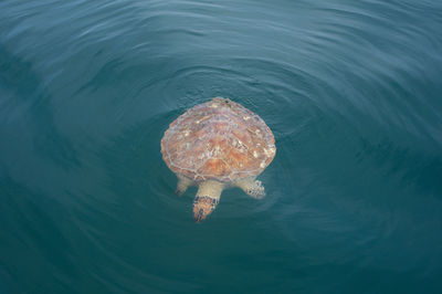 View of a turtle underwater