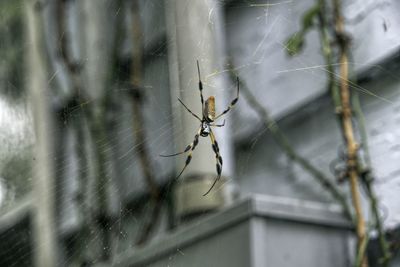 Close-up of spider on web