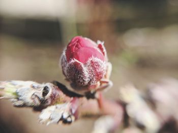 Close-up of pink flower