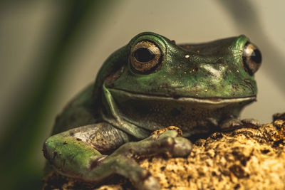 Close-up of frog on rock