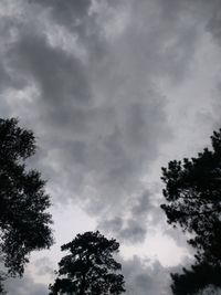Low angle view of tree against cloudy sky