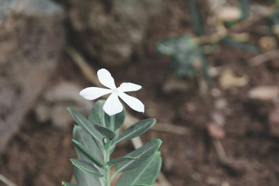 Close-up of small white flower