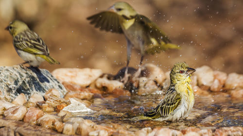 Close-up of birds in water