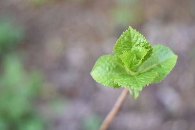 Close-up of green leaves