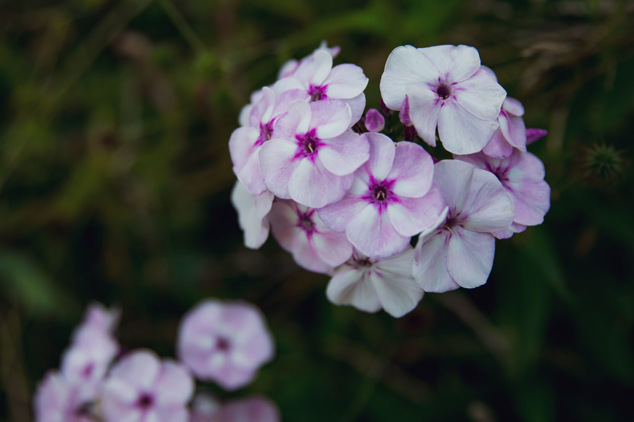 CLOSE-UP OF PURPLE FLOWERING PLANTS