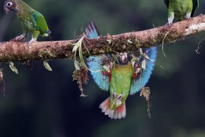 Close-up of parrot perching on branch