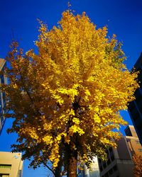 Low angle view of tree against sky