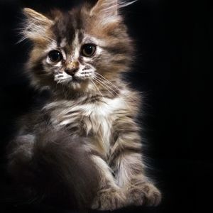 Close-up portrait of cat sitting against black background