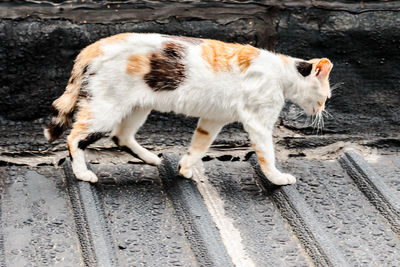 Side view of a cat standing on road