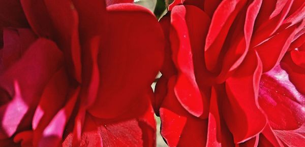 Close-up of red flower