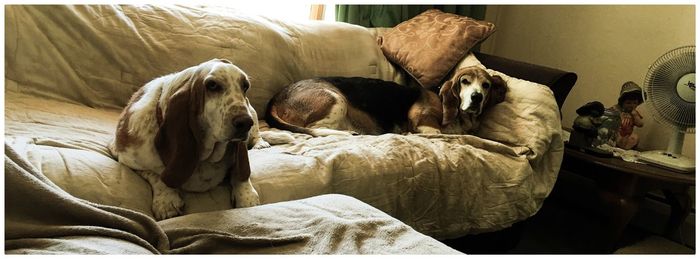 Basset hounds relaxing on sofa at home