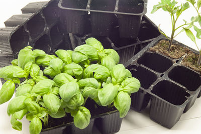 Close-up of potted plant in basket