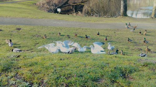 Sheep grazing on grassy field