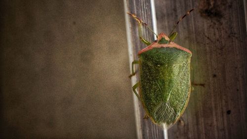 Close-up of grasshopper on wall