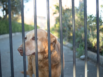 Close-up of dog looking away