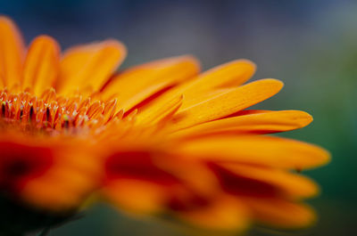 Close-up of orange flower