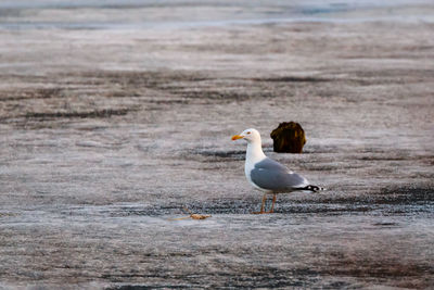 Seagull on beach