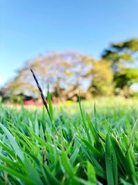 Close-up of grass on field against clear sky