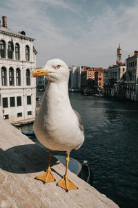 Close-up of seagull