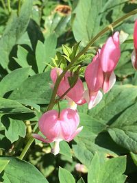 Close-up of pink flowers blooming outdoors