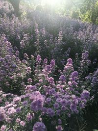 High angle view of purple flowering plants on field