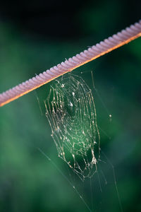 Close-up of spider on web