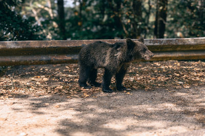 Horse standing on field