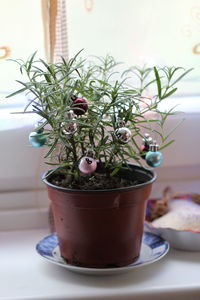 Close-up of potted plant on table at home