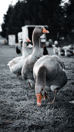 Ducks in a lake