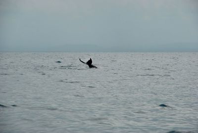 View of ducks swimming in sea