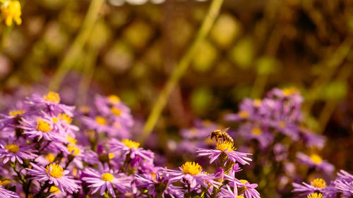 Close-up of bee pollinating on purple flower