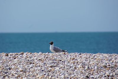 Seagull on a beach