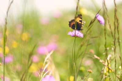 Butterfly pollinating on purple flower