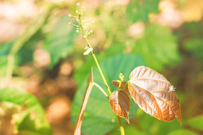 Close-up of butterfly pollinating on flower