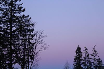 Low angle view of tree against sky