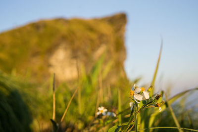 Close-up of flowering plant on field
