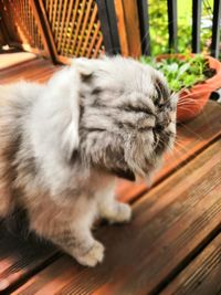 Close-up of a cat looking away