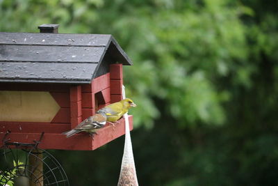 Bird perching on wooden post