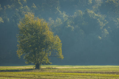 Trees on field during autumn