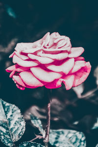 Close-up of pink flower