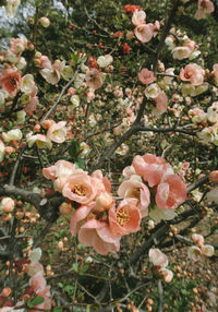 Close-up of pink rose flowers