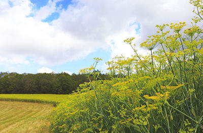 Scenic view of field against sky