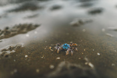 Close-up of crab on sand